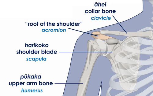 Shoulder Anatomy