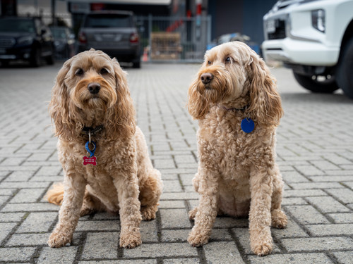 The pooches at Commercial Door Services