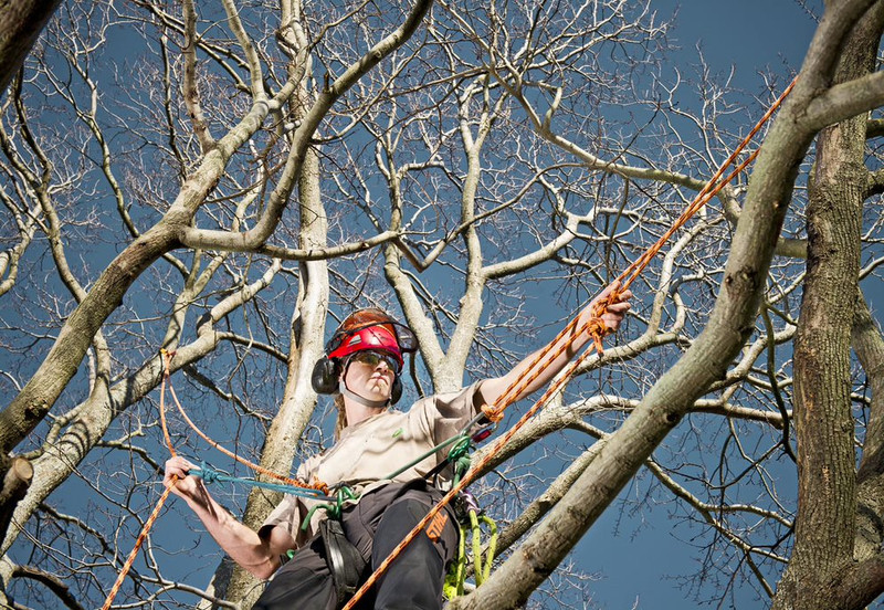 Practical training in arboriculture and utility line-clearance.