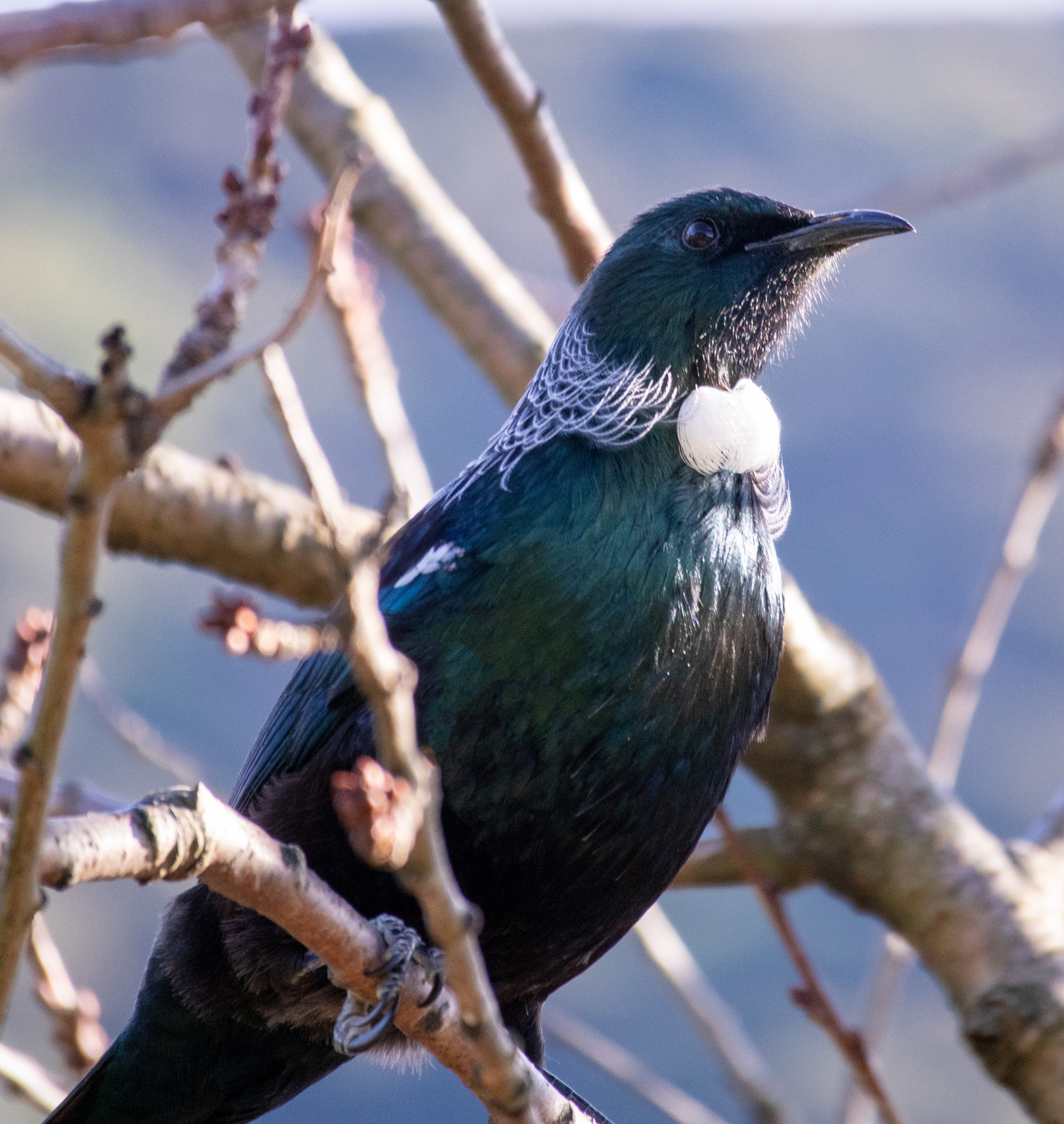 Upcoming Events For Aroha Kaikorai Valley