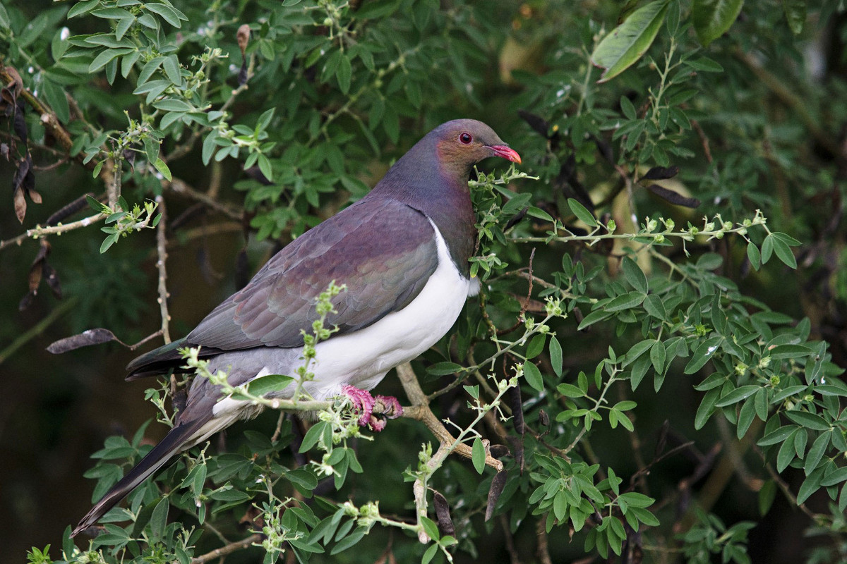 Kererū - wood pigeon