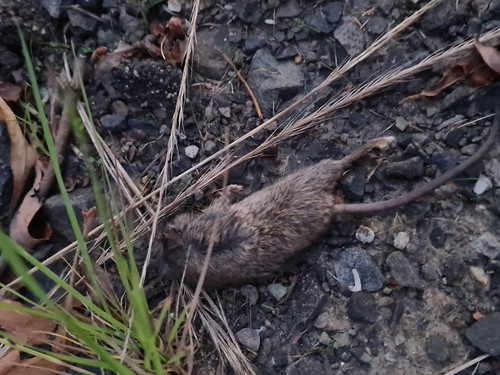 Dead rat 