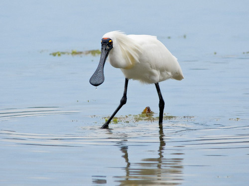 Kōtuku-ngutupapa - Royal Spoonbill