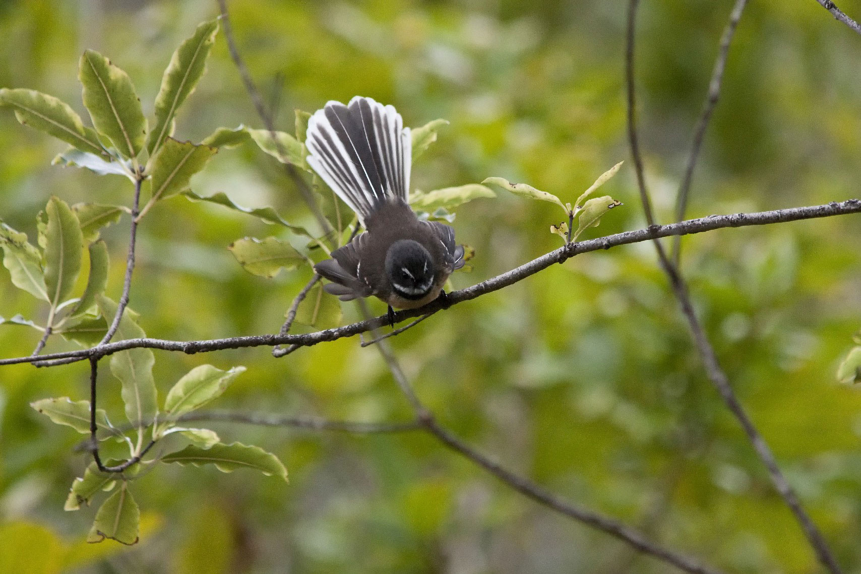 Aroha Kaikorai Valley Fantail