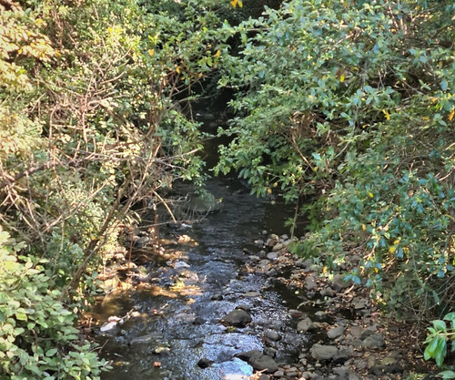 Aroha Kaikorai Valley - Kaikorai Stream
