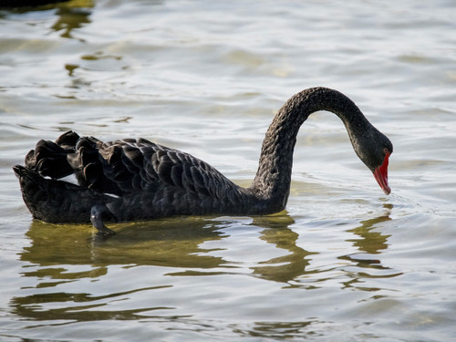 Wāna - Black Swan