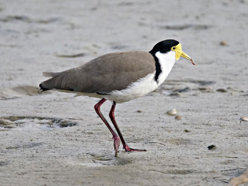 Pohowera - Spur Winged Plover