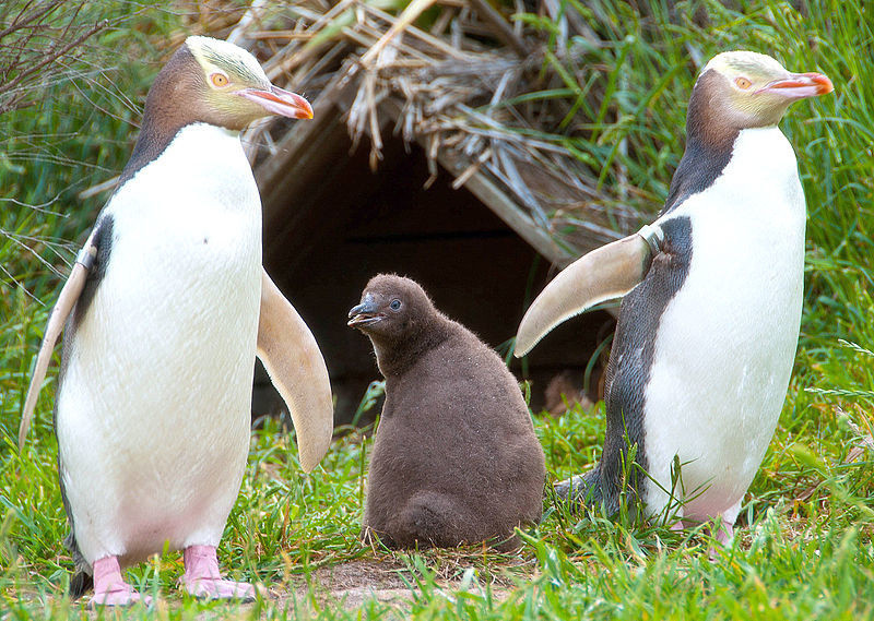 Otago Peninsula Yellow-eyed penguins