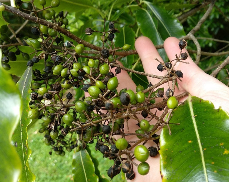 Green (unripe) and ripe (black) lemonwood seed capsules. Clare Cross