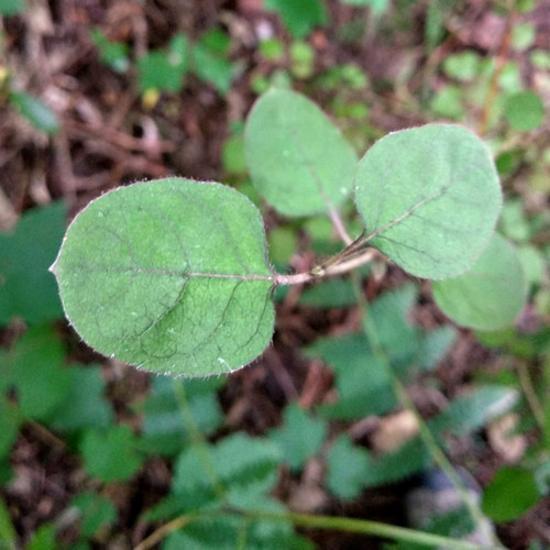 Coprosma foetidissima