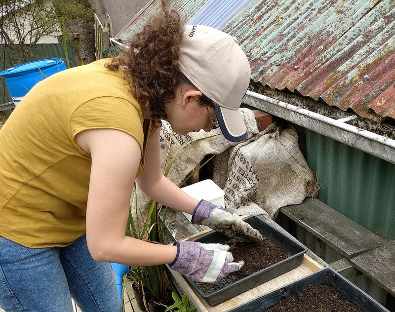 Sowing kōwhai seeds. Photo: Clare Cross