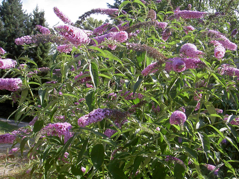 Buddleja davidii in flower