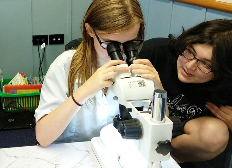 Using a microscope to identify invertebrates collected inside pitfall traps in backyards.