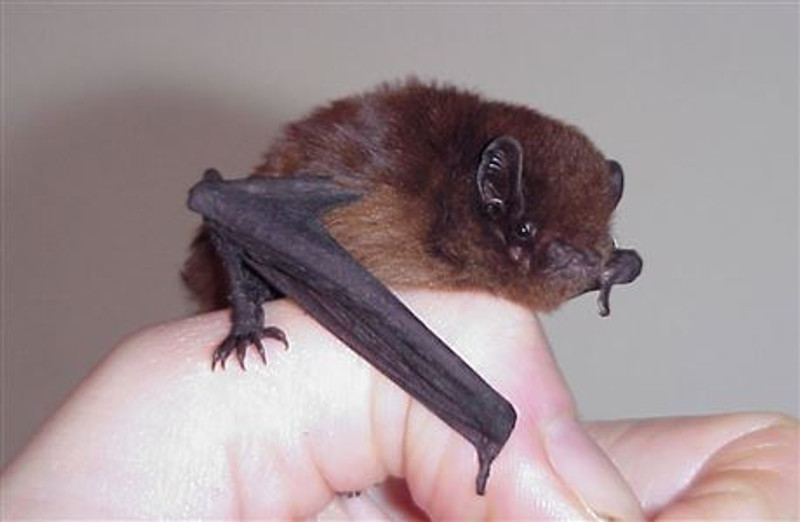 Long-tailed bat. Source: Department of Conservation.