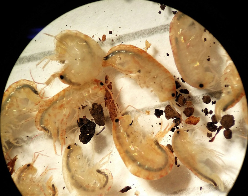 The most common invertebrates caught in the pitfall traps were landhoppers (a bit like terrestrial shrimp) 