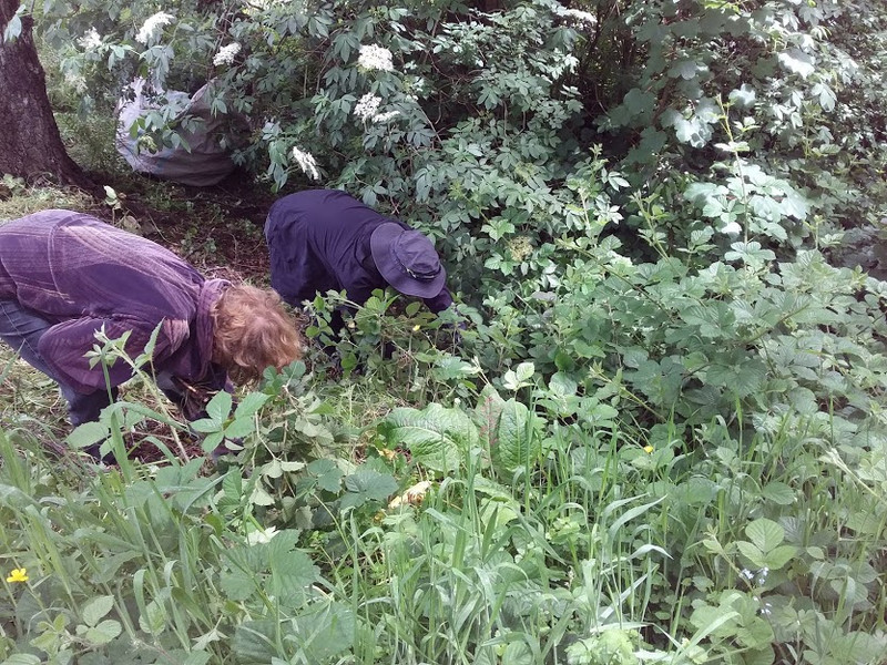 In amongst the Blackberry patch at the North East Valley Community Garden. Photo: Kristen Bracey.