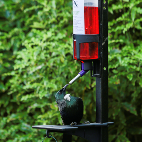 Tūī feeding on sugar water form Pekapeka bird feeder. Photo: Tahu Mackenzie