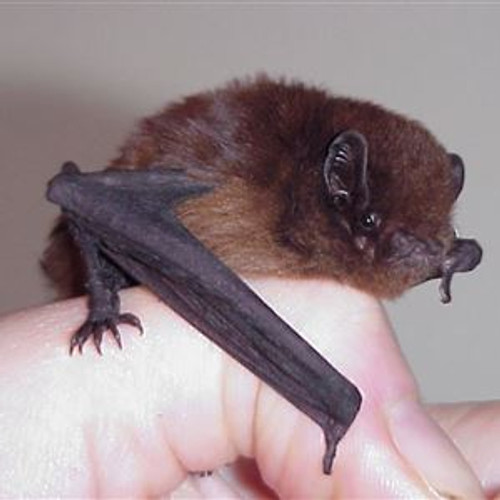 Long-tailed bat. Source: Department of Conservation.
