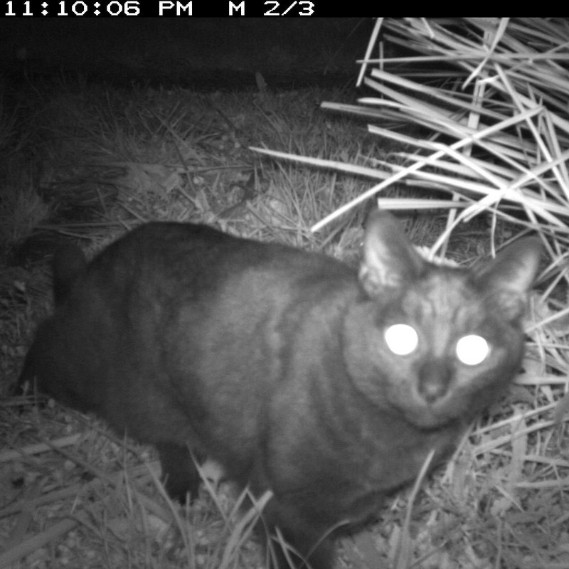 Cats were the most commonly captured mammal predator captured on backyard trail cameras.