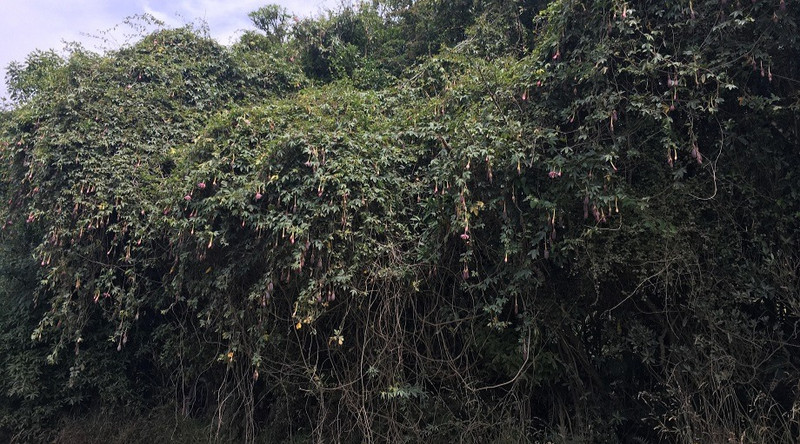 Given a chance, this is what banana passionfruit does to the forest! Photo: Simon Noble