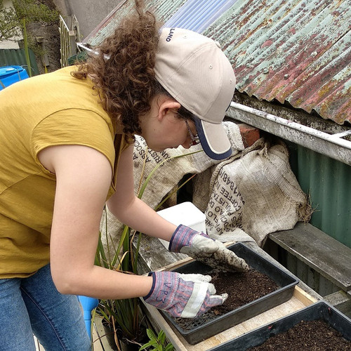 Sowing kōwhai seeds. Photo: Clare Cross