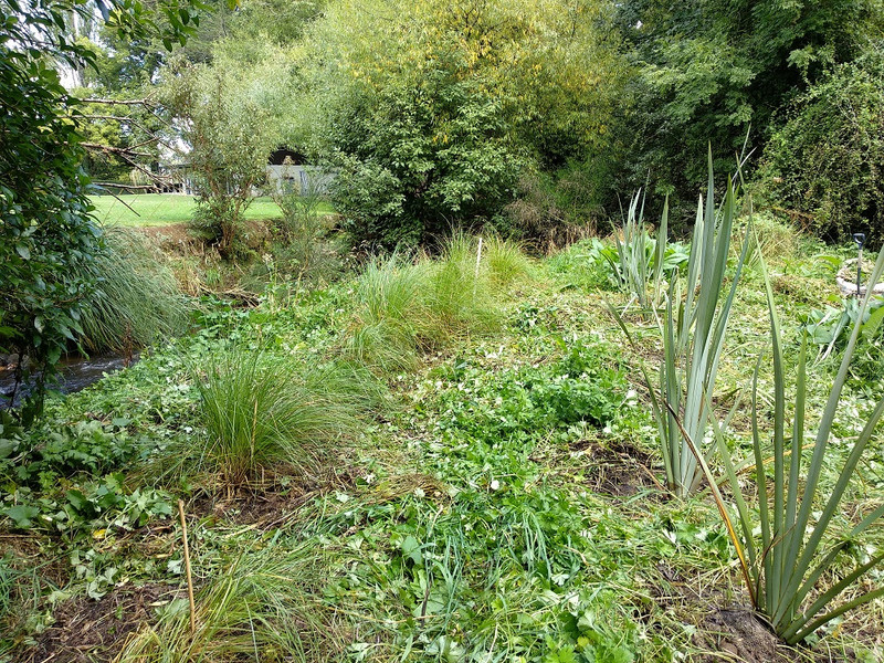 Grasses and flaxes planted in the Riparian Rhapsody