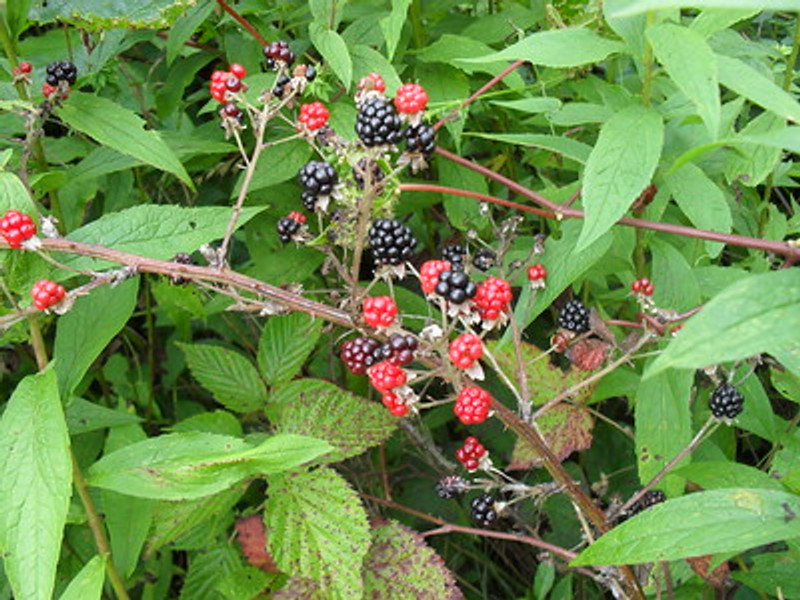 Blackberry fruiting