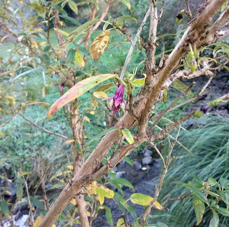 A flowering kōtukutuku (tree fuchsia)