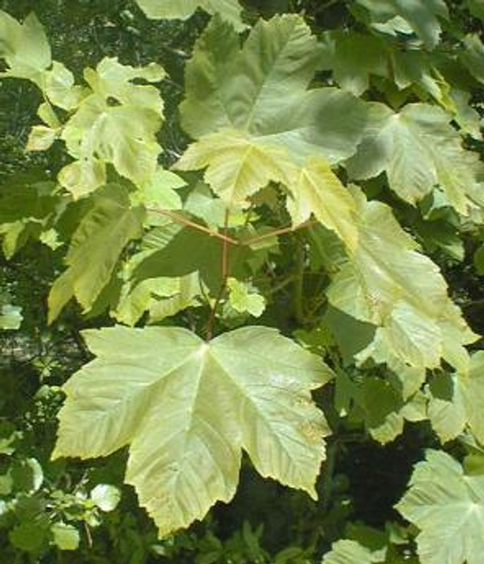 Sycamore leaves. Photo: Maksim