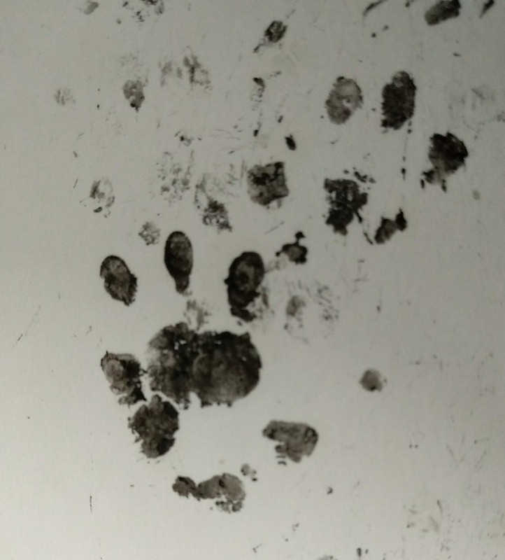 Animal footprints