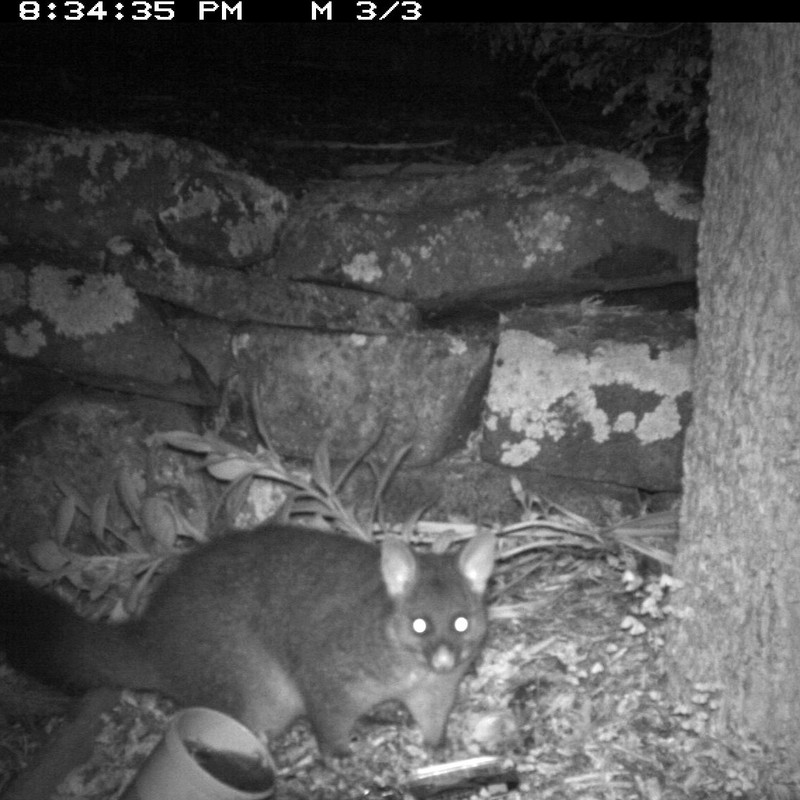 Possum captured on a trail camera set up in a backyard.