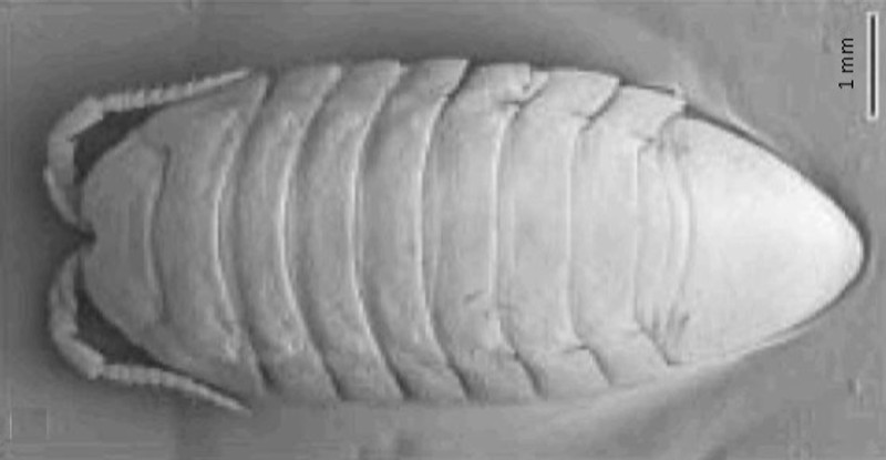 The local Lindsay Creek resident freshwater isopod, Austridotea benhami.