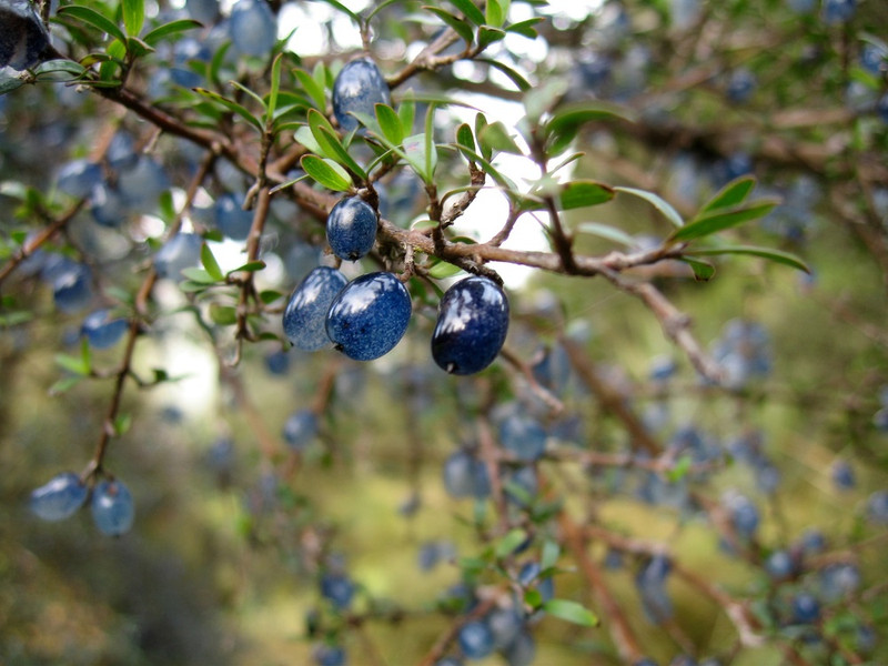 C. propinqua berries