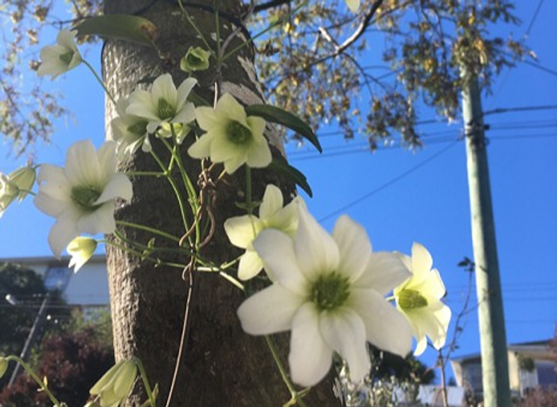 The native clematis is the best alternative to banana passionfruit and other nasty vines such as ivy, old man's beard and honeysuckle. Photo: Simon Noble