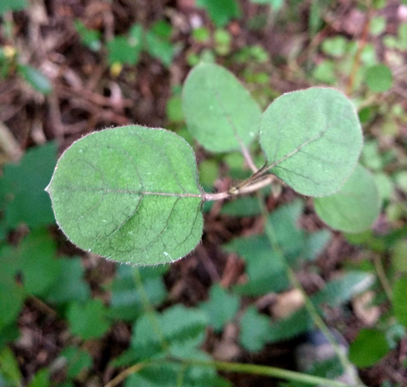 Coprosma rotundifolia.