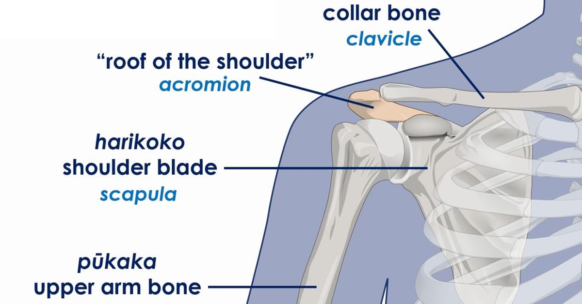 Shoulder Anatomy