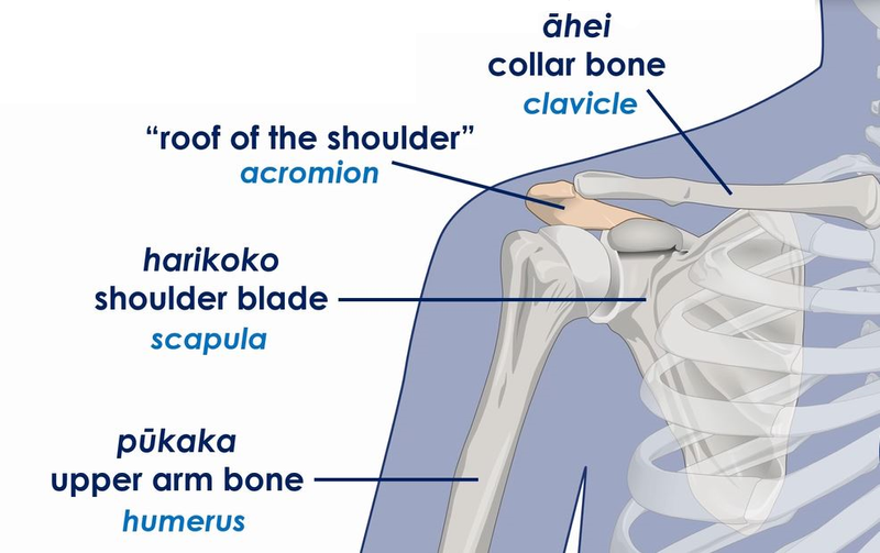 Bones of the shoulder
