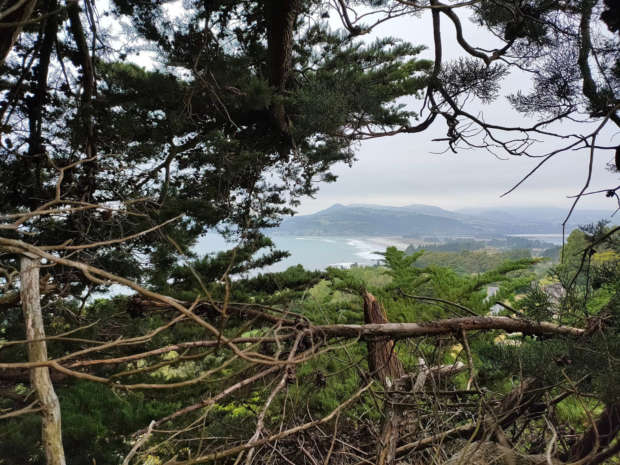 Valley Arborist, Dunedin, Otago. 