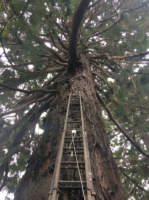 Valley Arborist Dunedin, Otago.