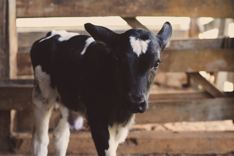 The calves enjoyed it, that's the main thing.