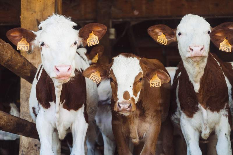 Happy calves are healthy calves