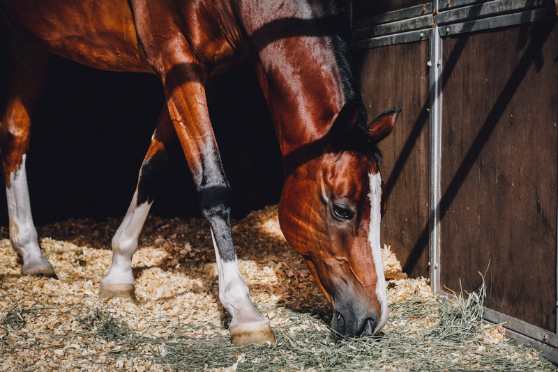 The horses know good quality when they see it.