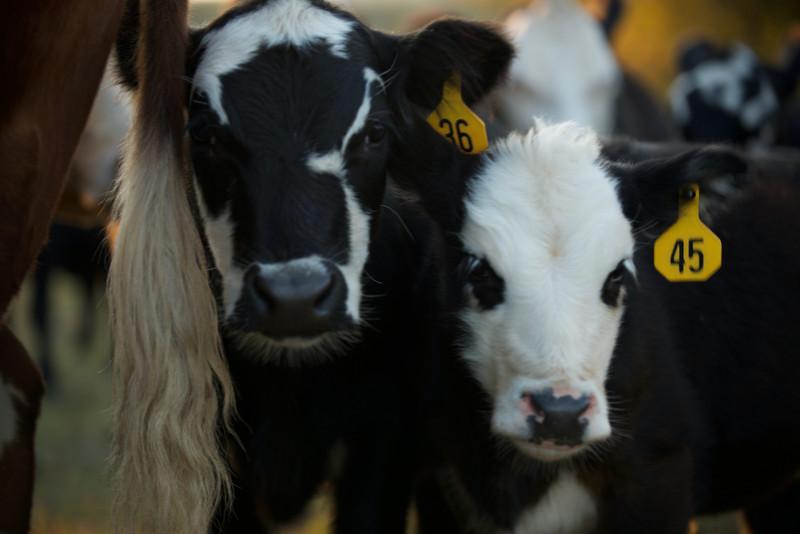 Happy calves happy life