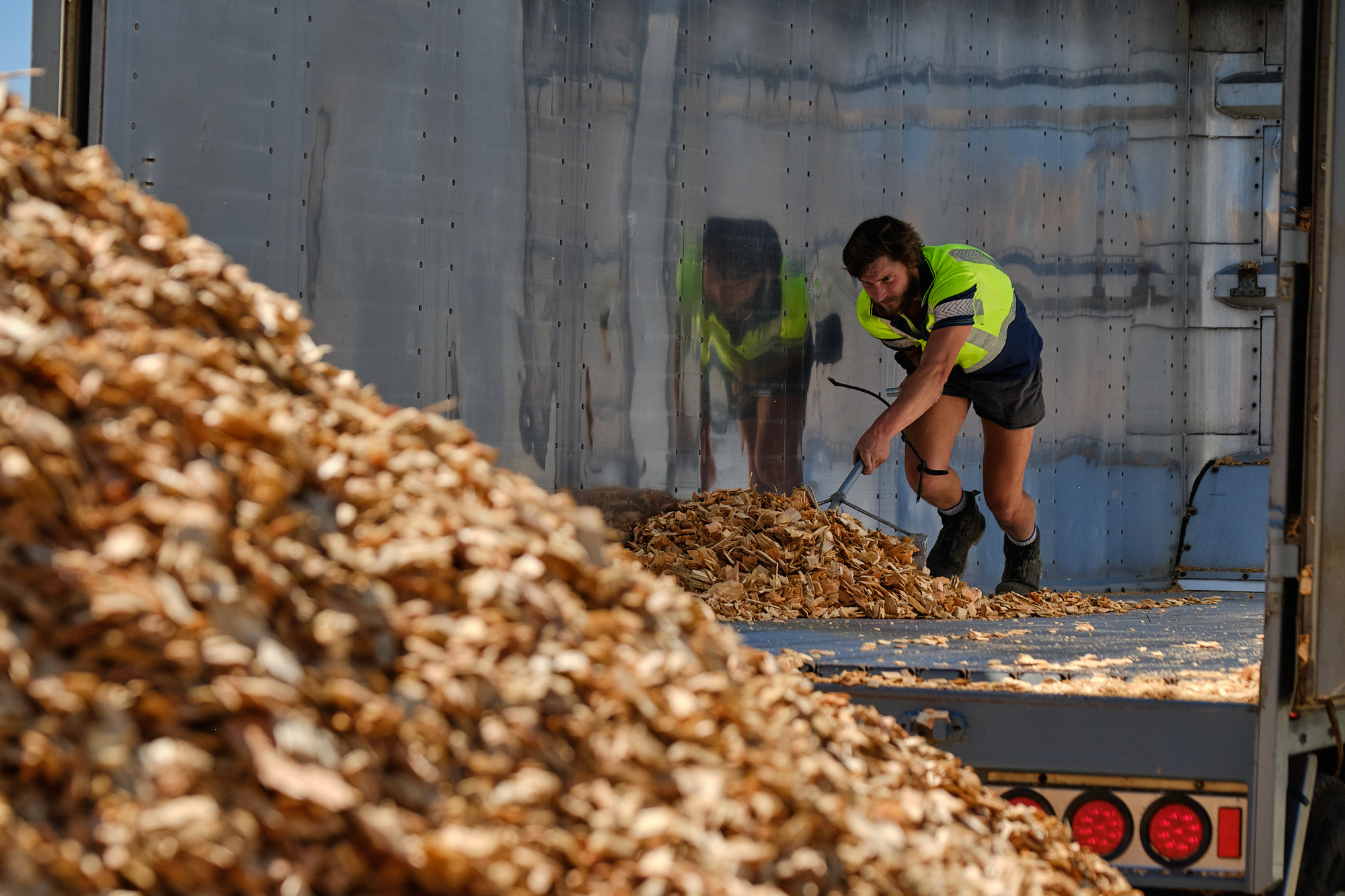 New Zealand Radiata Pine Woodchip