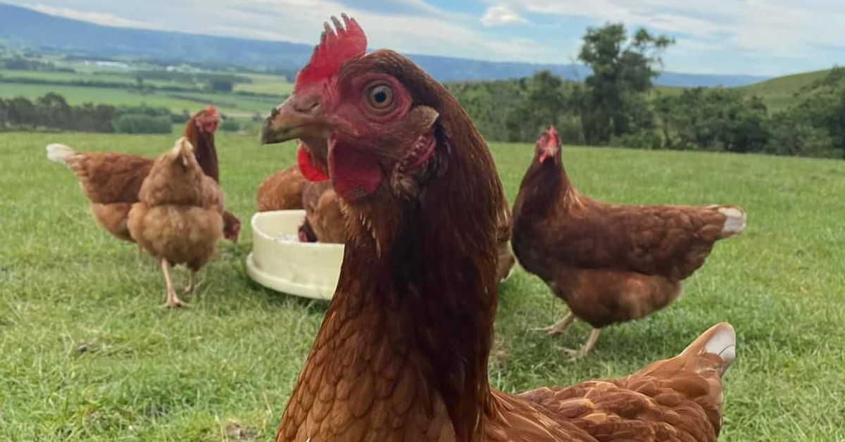 Coastal Pullets FreeRange Poultry Farm Brighton Dunedin