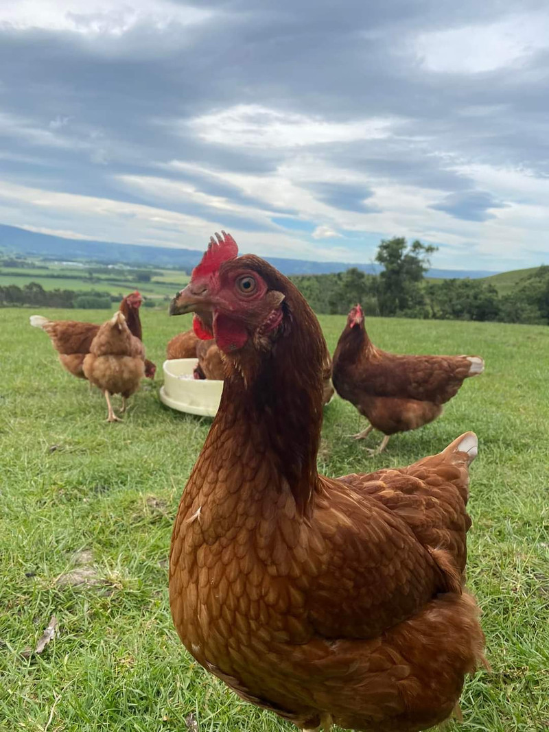 Coastal Pullets FreeRange Poultry Farm Brighton Dunedin