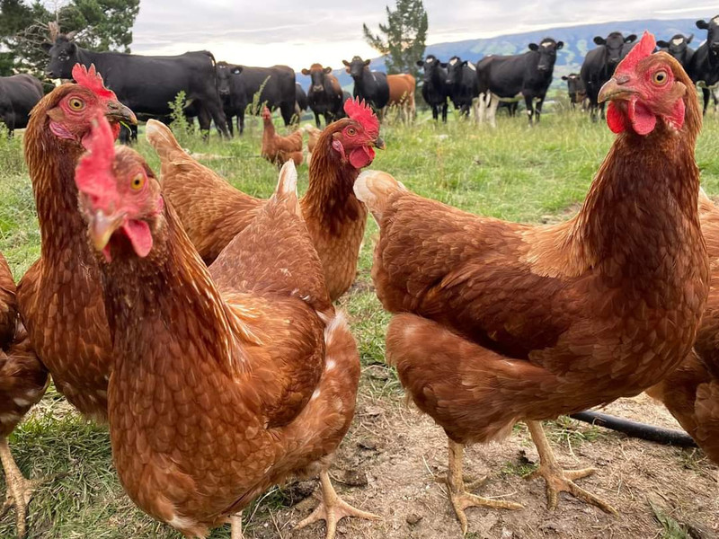 Coastal Pullets FreeRange Poultry Farm Brighton Dunedin