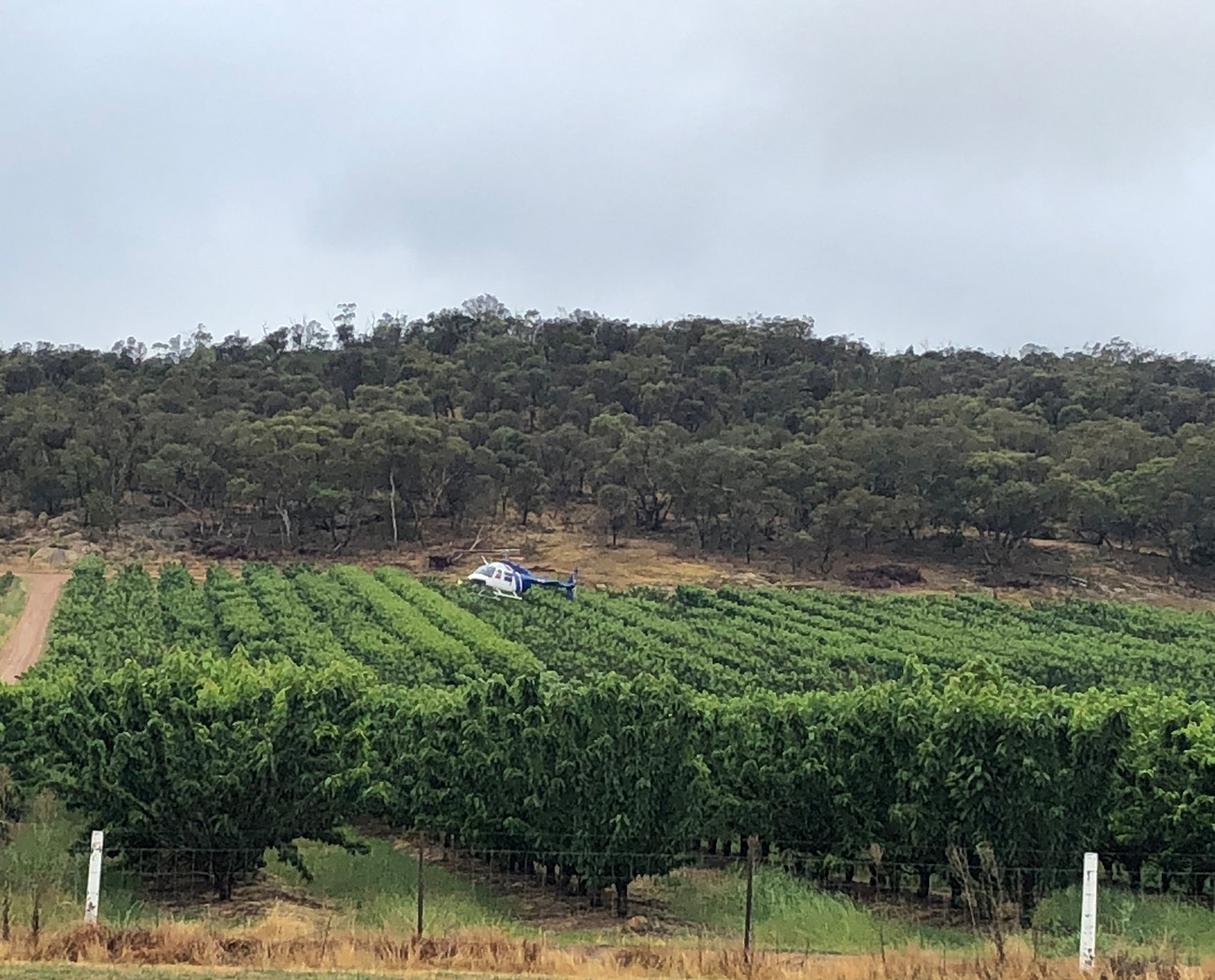helicopter-cherry-orchard-drying-services-in-victoria-helicraft