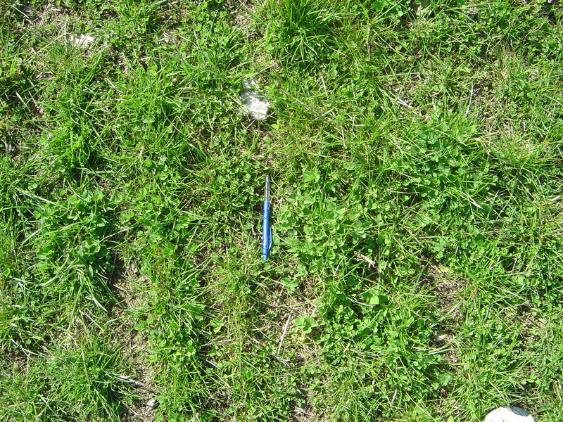 Image taken after grazing on area fertilised with bulk lime.
