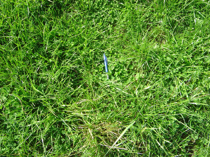 Image taken after grazing on area fertilised with Mainland Minerals fine particle fertiliser